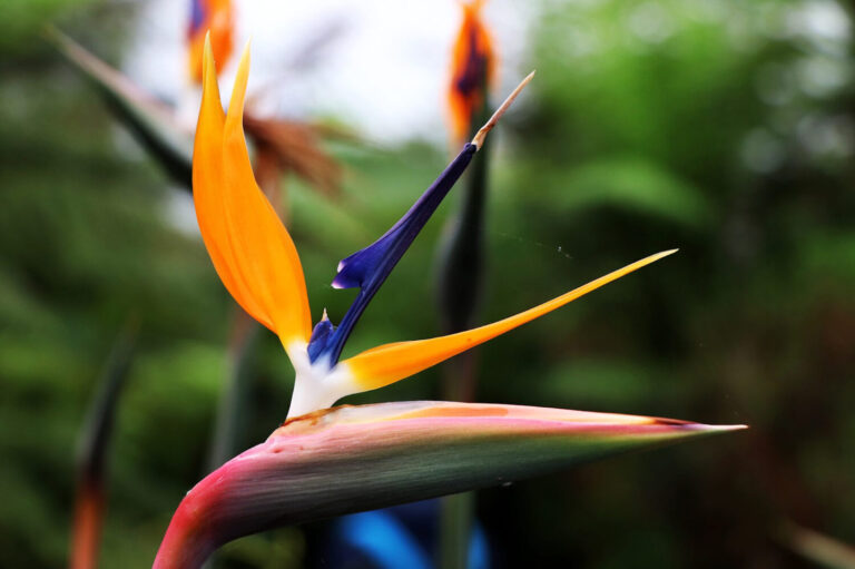 Caring For Birds Of Paradise | An Essential Guide With Tips 