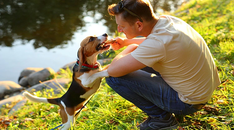 Pet Ownership: A Beginner’s Guide For First-Time Pet Owners