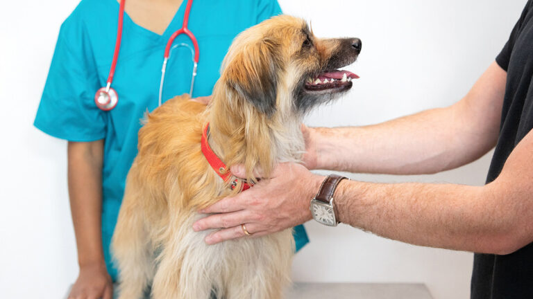 Importance Of Regular Pet Check-Ups And Preventive Care